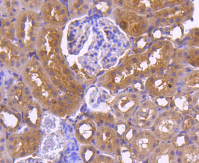 Calnexin Rabbit mAb