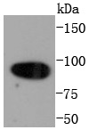 Calnexin Rabbit mAb