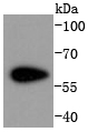 Cdk8 Rabbit mAb