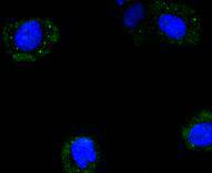 Cyclin B2 Rabbit mAb
