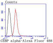 CEBP alpha Rabbit mAb