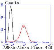 AMPK beta 1 Rabbit mAb