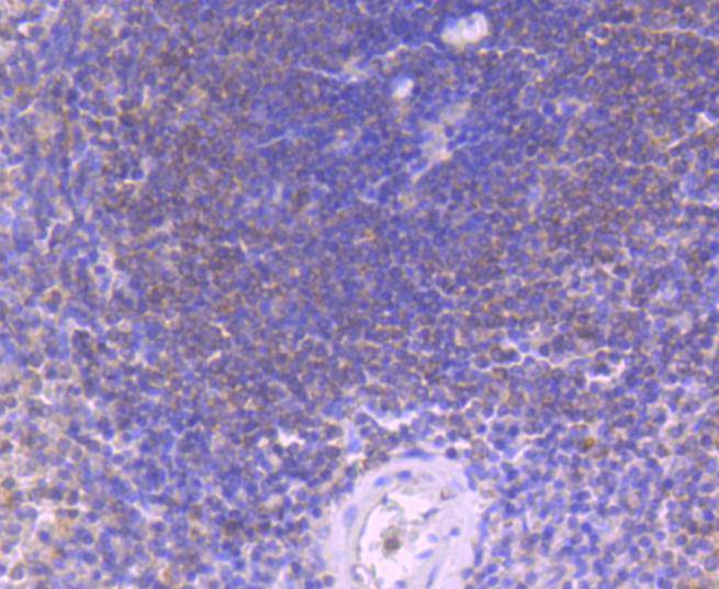 Caspase-8 Rabbit mAb