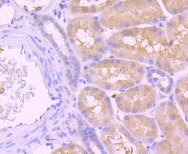 Caspase-8 Rabbit mAb
