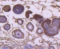 Cytokeratin 9 Rabbit mAb