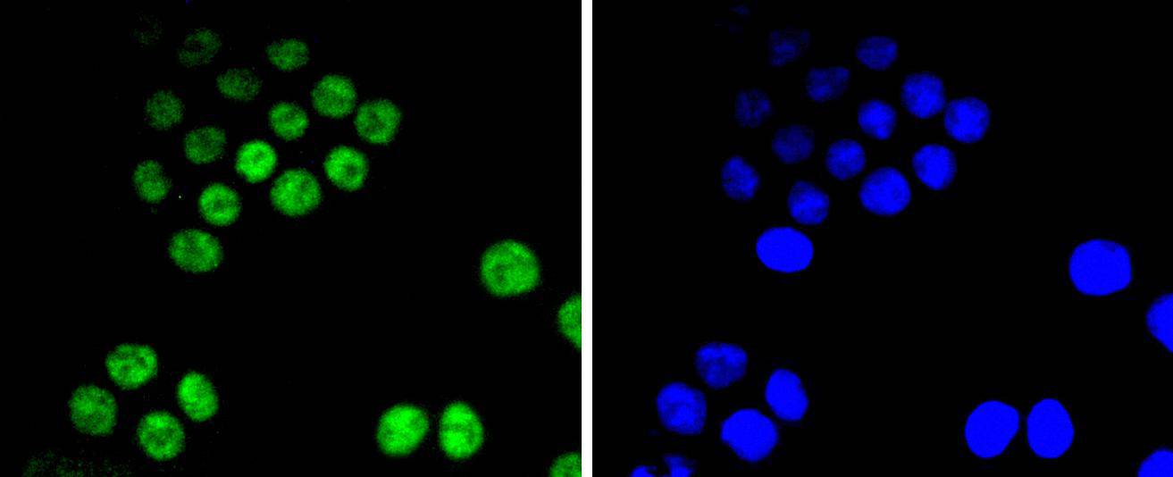 Cdk9 Rabbit mAb