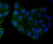 SOX10 Rabbit mAb