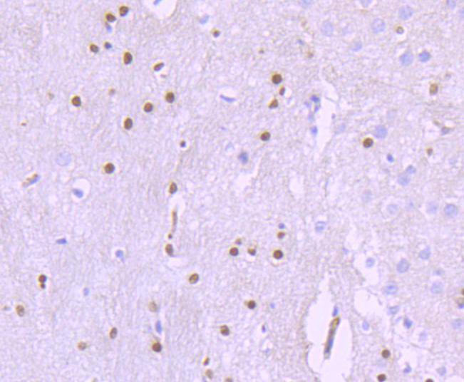 SOX10 Rabbit mAb