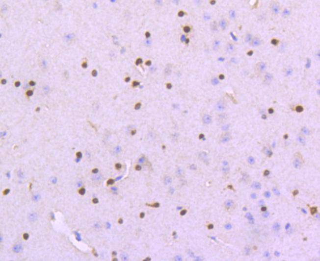 SOX10 Rabbit mAb