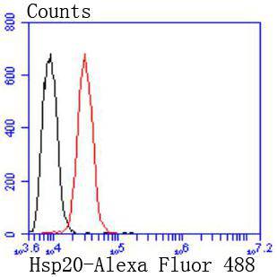 Hsp20 Rabbit mAb