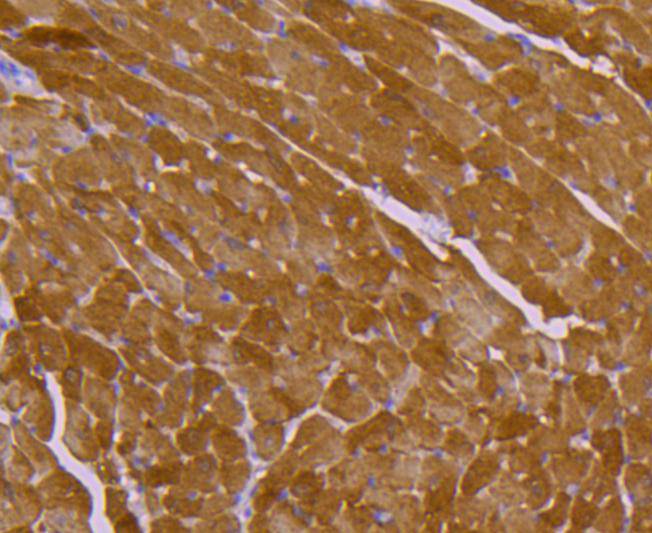 Hsp20 Rabbit mAb