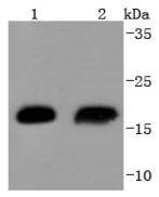 Hsp20 Rabbit mAb