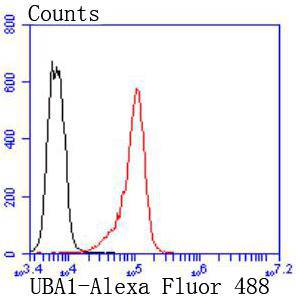 Ubiquitin-like modifier-activating enzyme 1 Rabbit mAb