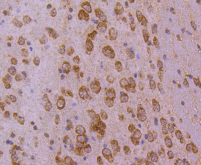 HSPA4 Rabbit mAb