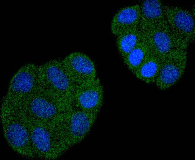 CDC23 Rabbit mAb