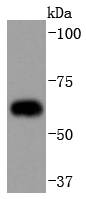 CDC23 Rabbit mAb