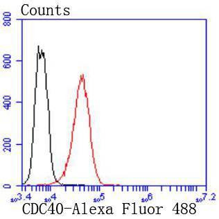 CDC40 Rabbit mAb