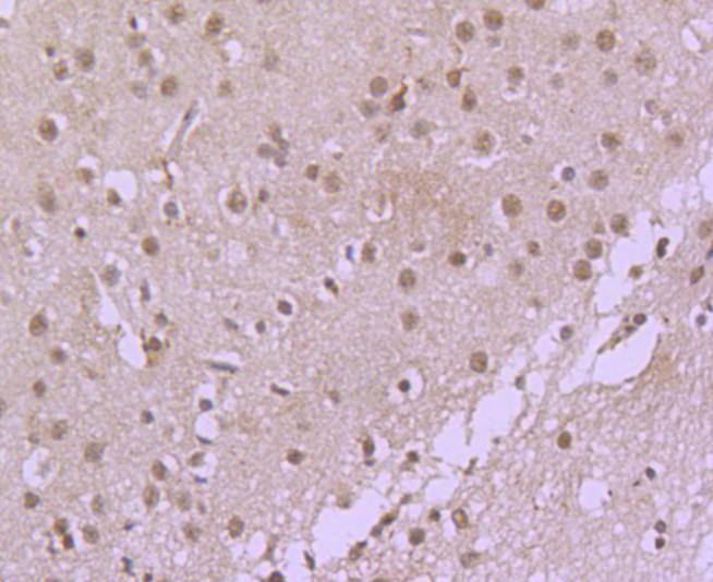 CDC40 Rabbit mAb