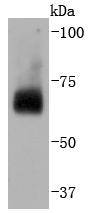 CDC40 Rabbit mAb