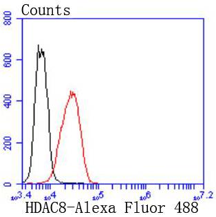 HDAC8 Rabbit mAb