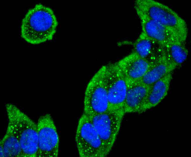 Collagen VI Rabbit mAb