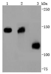 Collagen VI Rabbit mAb