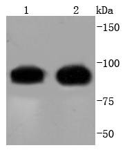 Cdc27 Rabbit mAb