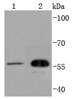 CDC42EP1 Rabbit mAb