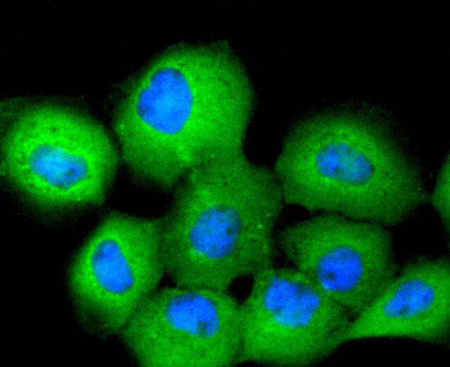 14-3-3 Theta Rabbit mAb