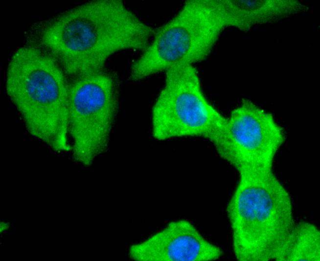 14-3-3 Theta Rabbit mAb