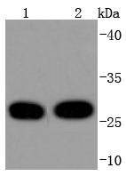 14-3-3 Theta Rabbit mAb