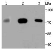 MEKK3 Rabbit mAb