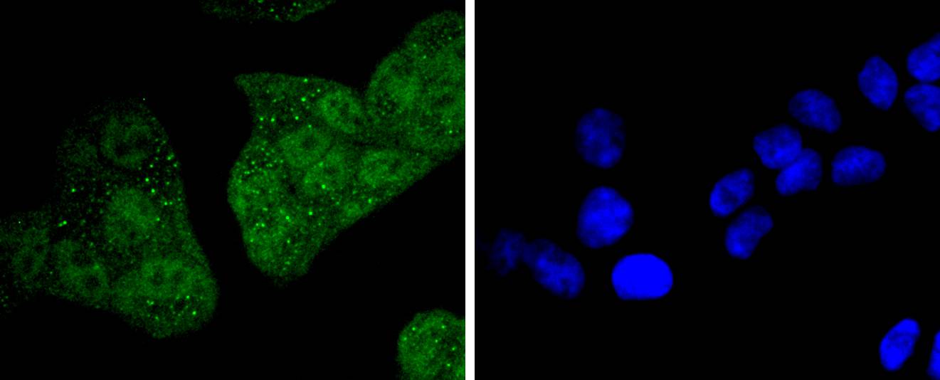 14-3-3 epsilon Rabbit mAb