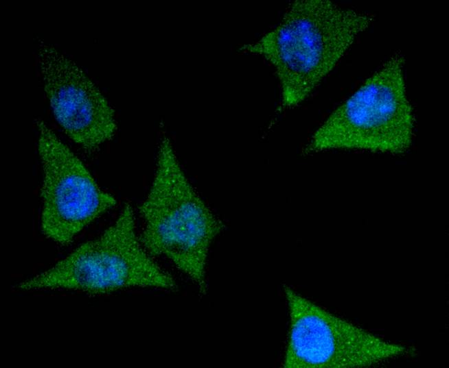 14-3-3 epsilon Rabbit mAb