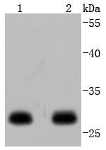 14-3-3 epsilon Rabbit mAb