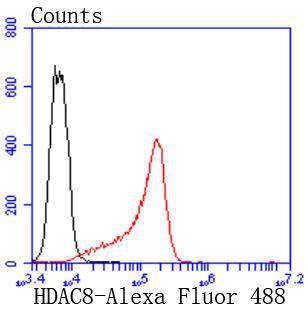 HDAC8 Rabbit mAb