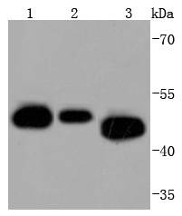 Cdc37 Rabbit mAb