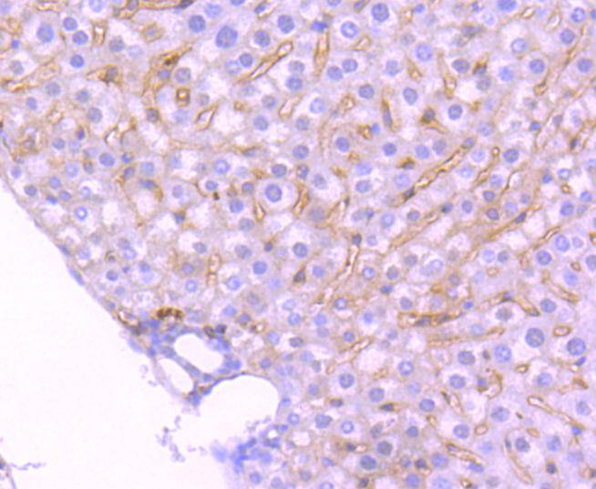 TrkA+B+C Rabbit mAb