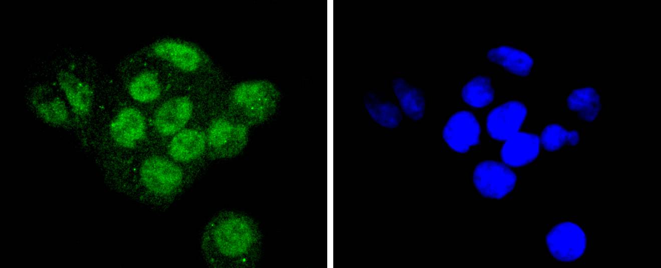 Sumo 2+3 Rabbit mAb