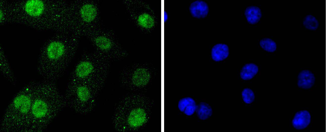 Sumo 2+3 Rabbit mAb