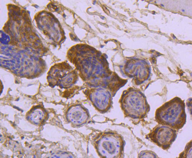 Sumo 2+3 Rabbit mAb