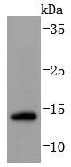 Sumo 2+3 Rabbit mAb