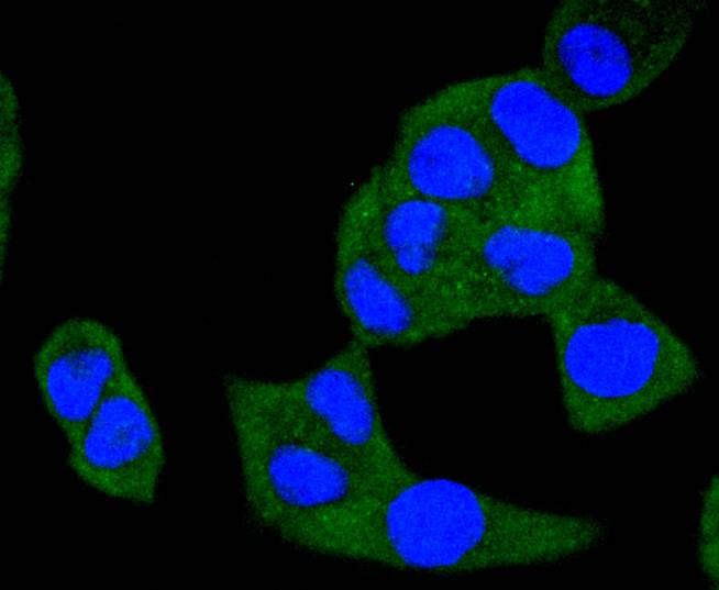 A-RAF Rabbit mAb