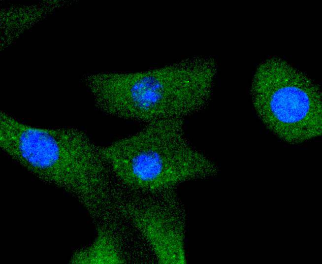 A-RAF Rabbit mAb