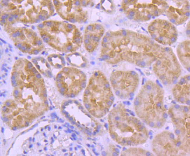 A-RAF Rabbit mAb