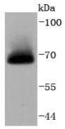 A-RAF Rabbit mAb