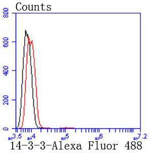 14-3-3 Rabbit mAb