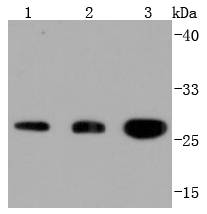 14-3-3 Rabbit mAb