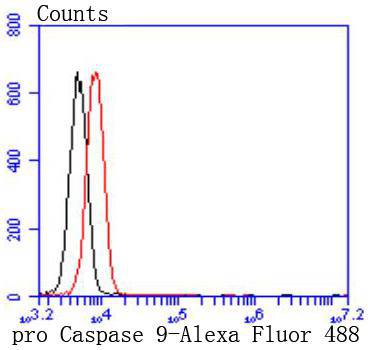 pro Caspase 9 Rabbit mAb