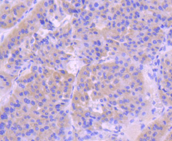 pro Caspase 9 Rabbit mAb